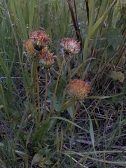 Taraxacum officinale