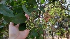 Magnoliopsida