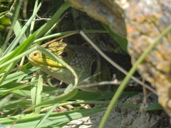 Timon lepidus lepidus