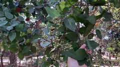 Magnoliopsida