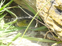 Timon lepidus lepidus