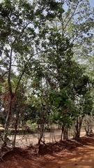 Magnoliopsida