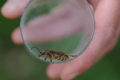 Oxymirus cursor