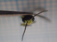 Rhogogaster genistae