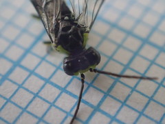 Rhogogaster genistae