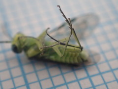 Rhogogaster genistae