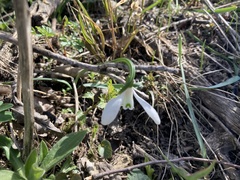 Galanthus angustifolius