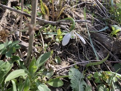Galanthus angustifolius