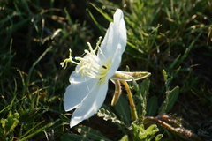 Oenothera albicaulis
