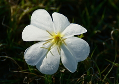 Oenothera albicaulis