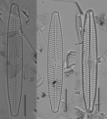 Navicula angusta