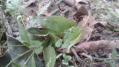 Zhangixalus smaragdinus