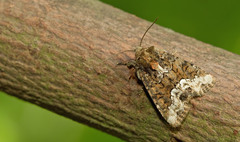 Oligia strigilis
