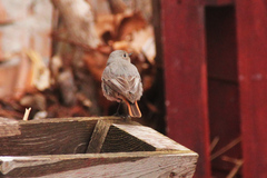 Phoenicurus ochruros