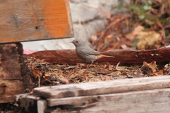 Phoenicurus ochruros