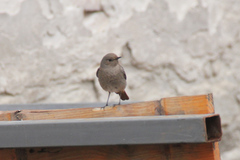 Phoenicurus ochruros