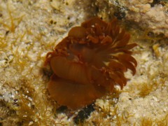 Anemonia sargassensis