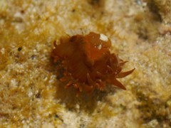 Anemonia sargassensis