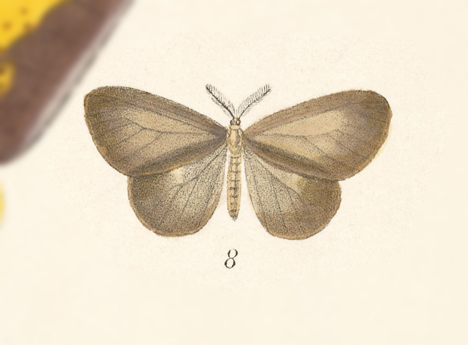 Eloria moesta