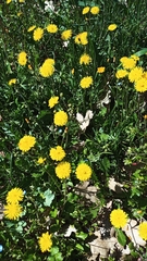 Crepis capillaris