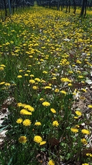 Crepis capillaris