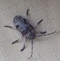 Dichostates lignarius lacunosus
