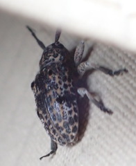 Dichostates lignarius lacunosus