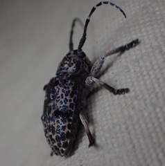 Dichostates lignarius lacunosus