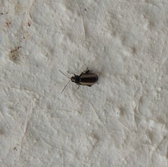 Phyllotreta vittula