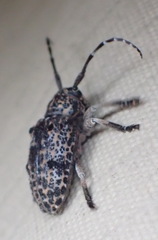 Dichostates lignarius lacunosus
