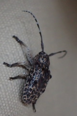 Dichostates lignarius lacunosus