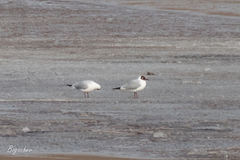 Chroicocephalus ridibundus