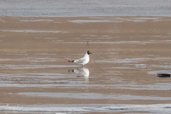 Chroicocephalus ridibundus