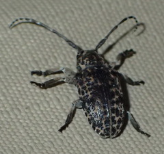 Dichostates lignarius lacunosus