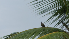 Patagioenas cayennensis