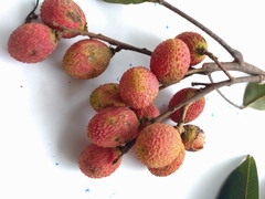 Rambutan (Nephelium hypoleucum)