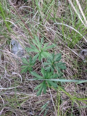 Anemone cylindrica