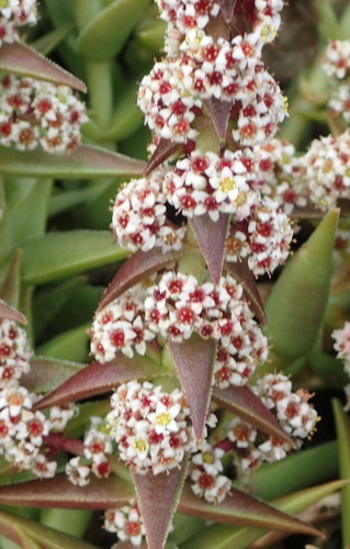 Purgosea pertusa Sweet