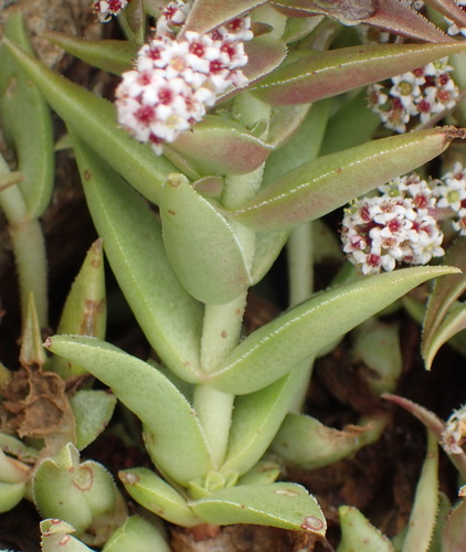 Purgosea thyrsiflora Sweet