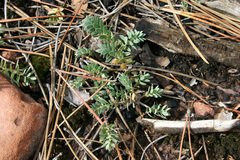 Thymelaea subrepens