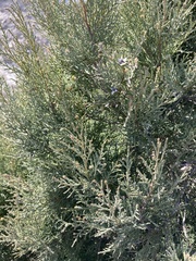 Juniperus polycarpos