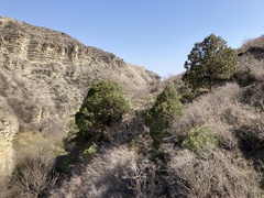 Juniperus polycarpos