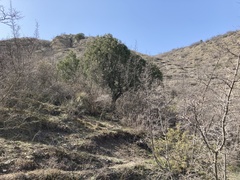 Juniperus polycarpos