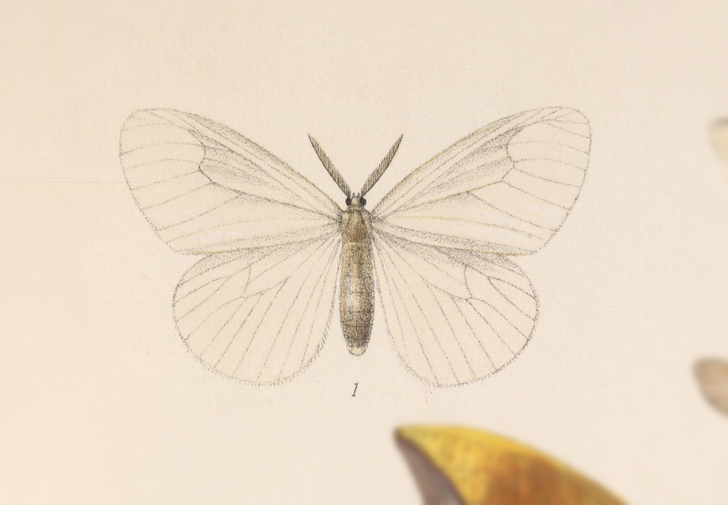 Eloria gigantea