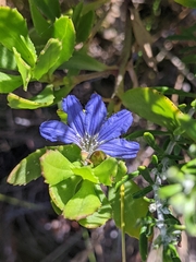 Scaevola nitida