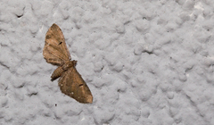 Eupithecia assimilata
