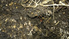 Parameropaederus lusitanicus