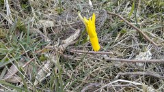 Narcissus cyclamineus