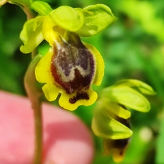 Ophrys lutea phryganae