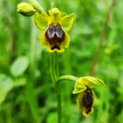 Ophrys lutea phryganae